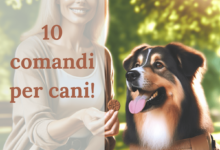 10 comandi per cani: Guida Completa